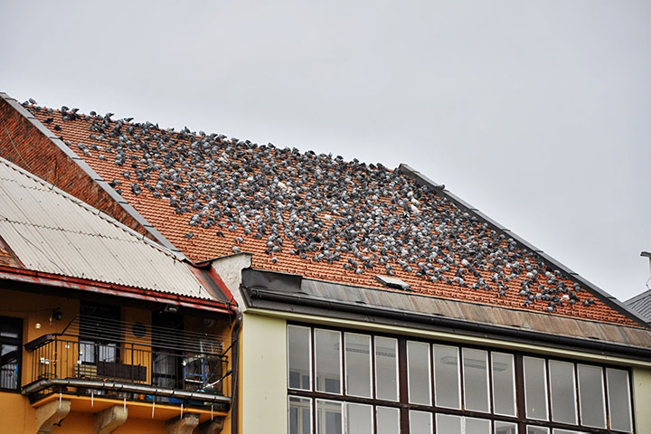 A2B Pest Control are able to install spikes to deter birds from roofs in Worcester. 