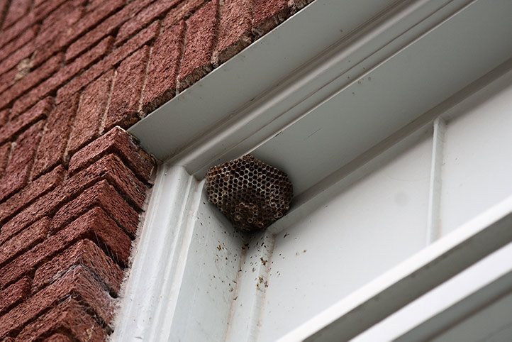 We provide a wasp nest removal service for domestic and commercial properties in Worcester.
